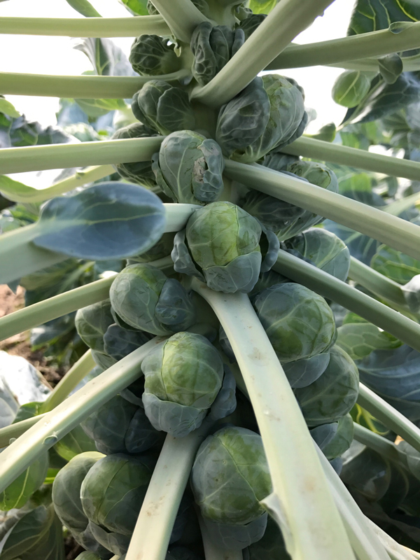 Brussel Sprouts on plant